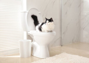 Kucing Peliharaan Berak Di WC