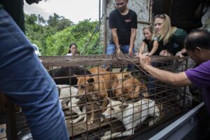 Tomohon Akhirnya Larang Perdagangan Anjing Dan Kucing