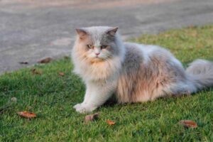 Jenis Kucing Persia Yang Menarik Untuk Dipelihara Orang Indonesia