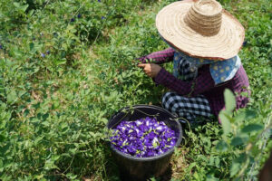 Manfaat Bunga Telang Bagi Kesehatan Tubuh
