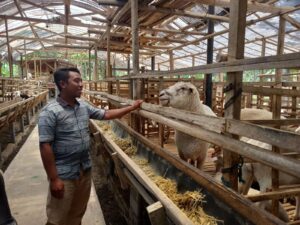 Cara Ternak Kambing Untuk Pemula Panduan Lengkap