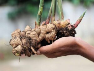 Beragam Manfaat Tanaman Obat Untuk Penyakit